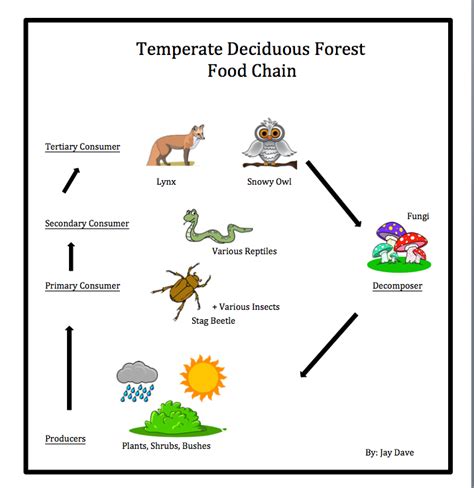 Temperate Deciduous Forest Food Web Diagram