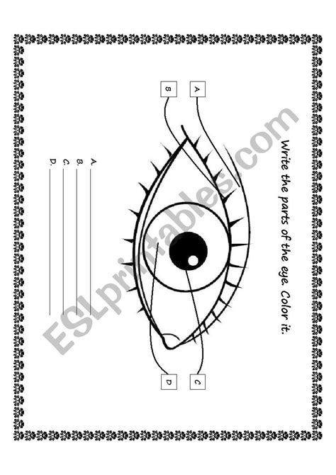 Parts Of The Eye For Kids Worksheet