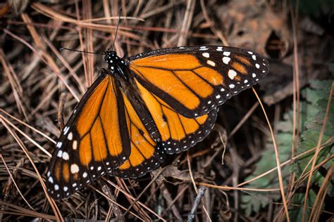 Winged Messengers How Monarch Butterflies Connect Culture And