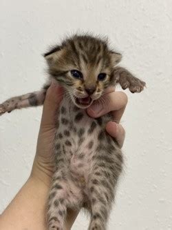 Ukpets found the following bengal for sale in the uk. F1 bengal kittens (50% asian leopard cat) for Sale