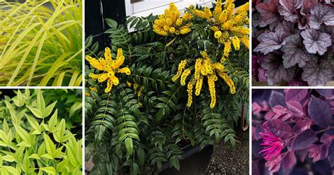 Plant Combinations Bring Out The Blooms With Golden Foliage Southern