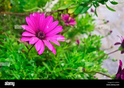 Margaret Flower High Resolution Stock Photography And Images Alamy