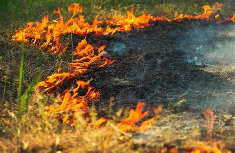 Development Of Forest Fire Big Flame And Dark Smoke Stock Image
