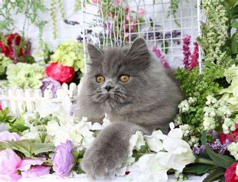 Blue Persian Kittens Photo Gallerypre Loved Persian