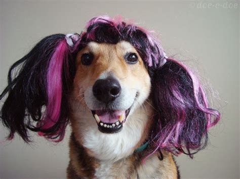 50 Hilarious Dogs In Wigs Funny Animal Pictures Funny Animals Cute