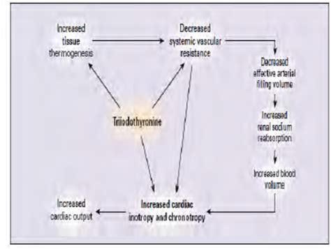 Effects Of Thyroid Hormone On Cardiovascular Hemodynamics Download