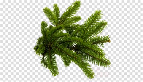 Christmas Tree Branch Png Aaainspire