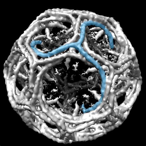Clathrin is a protein that plays a major role in the formation of coated vesicles. Clathrin - Alchetron, The Free Social Encyclopedia