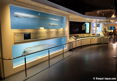 Okinawa Churaumi Aquarium The Largest Saltwater Tank In Japan