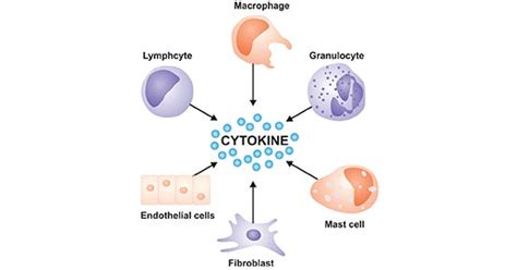 Get An Overview Of Cytokines Cusabio