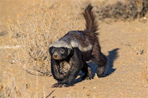 Honey Badger Vs Mongoose 5 Key Differences A Z Animals