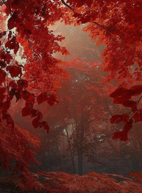 Red Trees Beautiful Nature Autumn Forest Autumn Scenery