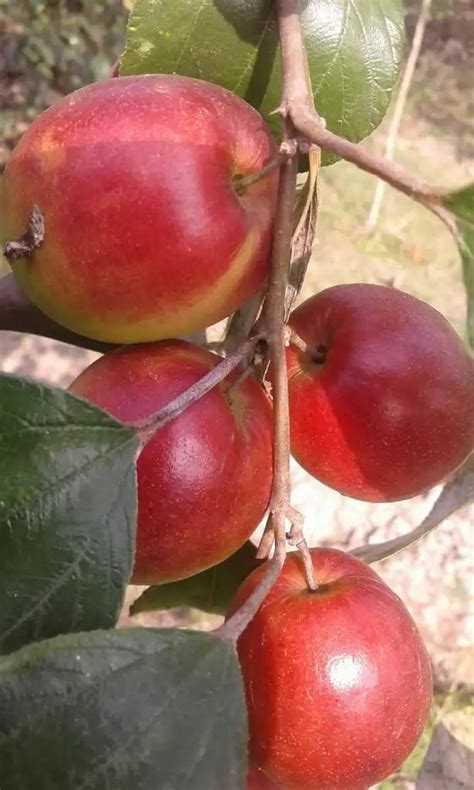 Kasmiri Apple Ber Plants At Rs 30plant ऐप्पल बेर प्लांट In Chhindwara Id 23103116997