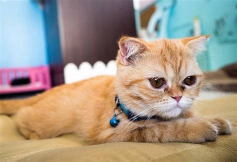 These foods should be fed exclusively with no extras given. 5 Signs of Kidney Disease in Cats | PetMD
