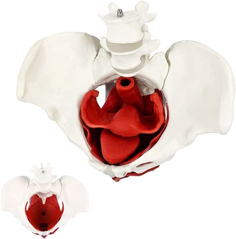 Teaching Model Female Pelvis And Perineum Model With Removable Organs