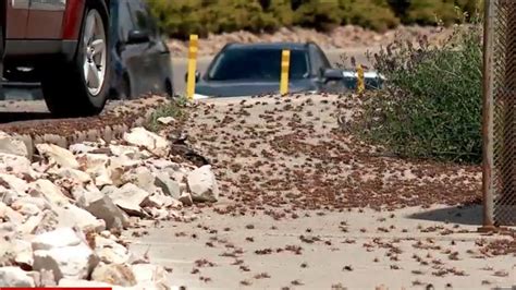 Mormon Crickets Create Creepy Crawly Nuisance In Elko Invasion