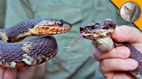 How To Tell The Difference Between A Venomous Water Moccasin And A