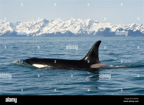 Killer Whale Orca Orcinus Orca Large Cow In Resurrection Bay Kenai