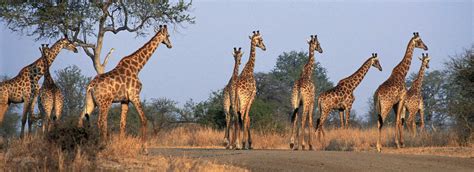 South Africa Safari Kruger National Park Somak Holidays