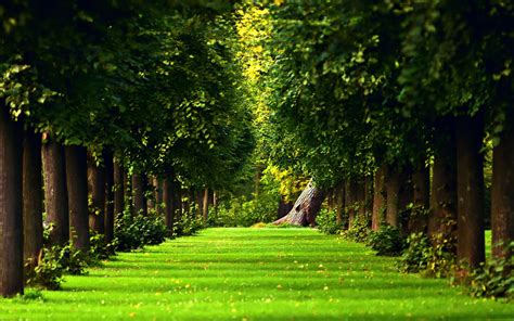 Download Beautiful Green Path In The Forest Hd Nature Wallpaper By