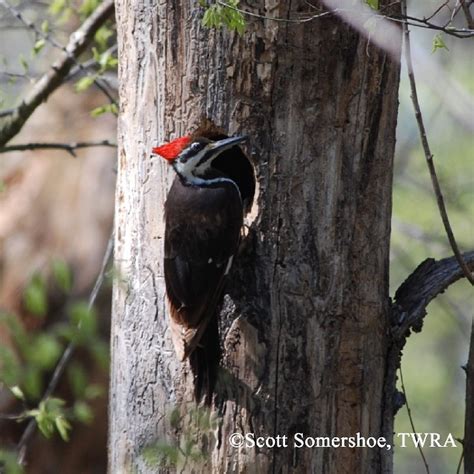 Pileated Woodpecker State Of Tennessee Wildlife Resources Agency