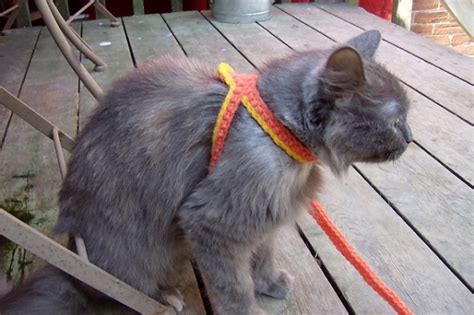 crochet  cat harness leash craftbitscom