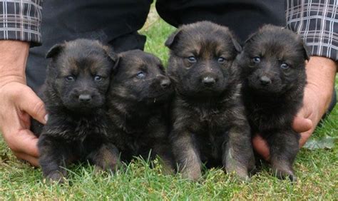 3 Week Old German Shepherd Puppies German Shepherd Puppies Puppies