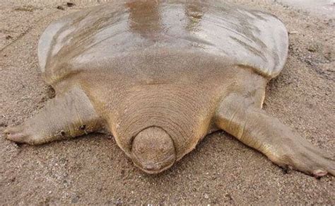 Fascinating Reasons Why Turtles Without Shells Wont Survive