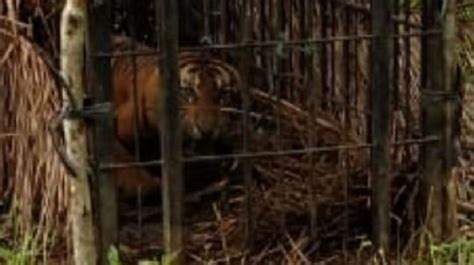 Harimau Sumatera Yang Tertangkap Di Pemukiman Warga Agam Diberi Nama