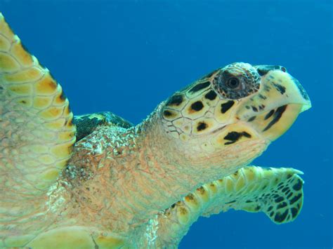 Hawksbill Turtle Wave H2o Visions Bonaire Animais Exóticos Animais