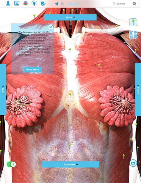 Anatomy Of The Upper Chest Area Upper Limb Back And Joints