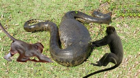 Python Snake Vs Monkey Wild Animals Fight Powerful Shocking Snake