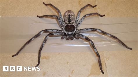 Giant Australian Spider Turns Up In Surrey Container Bbc News