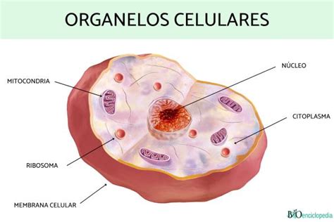 Organelos Celulares Qué Son Funciones Y Ejemplos Resumen
