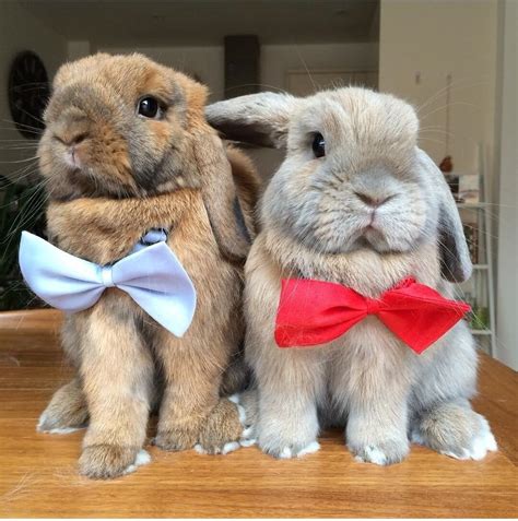 30 Cute Bunny Pictures You Have To See Today Bunnies Beauty Photoshoot All The Stuff I
