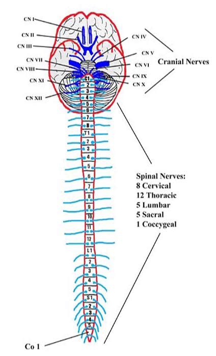 Module Spinal Cord And Spinal Nerve 8 Of 14