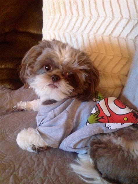 Maybe you would like to learn more about one of these? Boo Radley (With images) | Havanese puppies, Puppies, Shih tzu