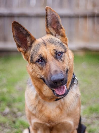 Sophia Austin German Shepherd Dog Rescue
