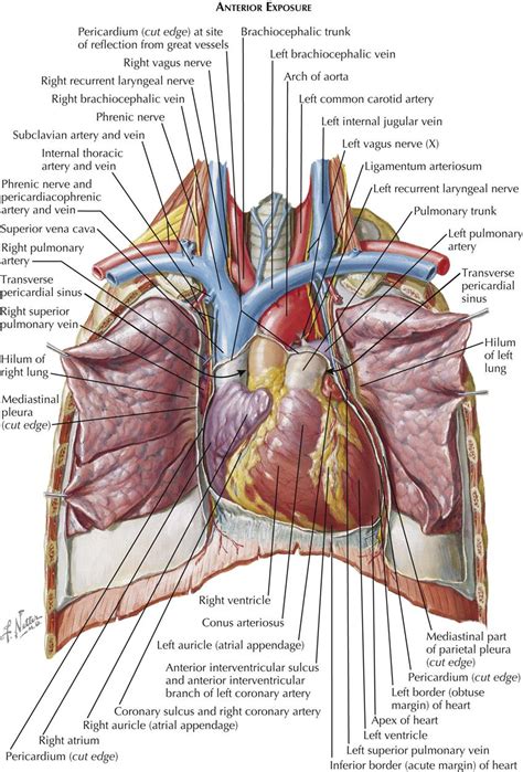 Chest Organs Anatomy