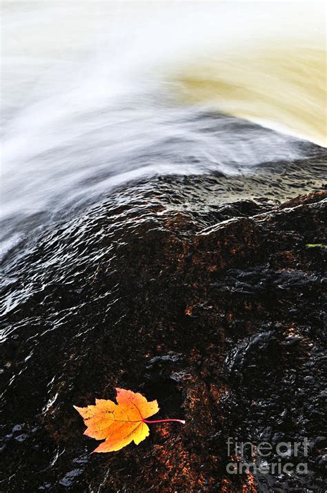 Autumn Leaf On River Rock Photograph By Elena Elisseeva Fine Art America