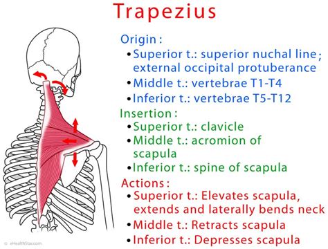 Trapezius Muscle Upper Middle Lower Spasm Chronic Pain Ehealthstar
