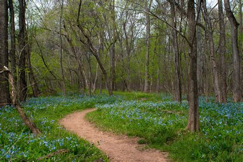 How To Grow Virginia Bluebells A Native Woodland Plant Dengarden