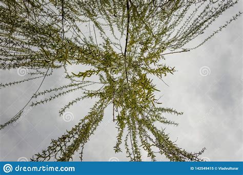 Up Viewed Hanging Weeping Willow Stock Image Image Of Outdoor Beauty