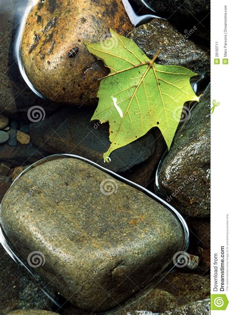 Rocks And Maple Leaves In Stream In Fall Color Stock Photo