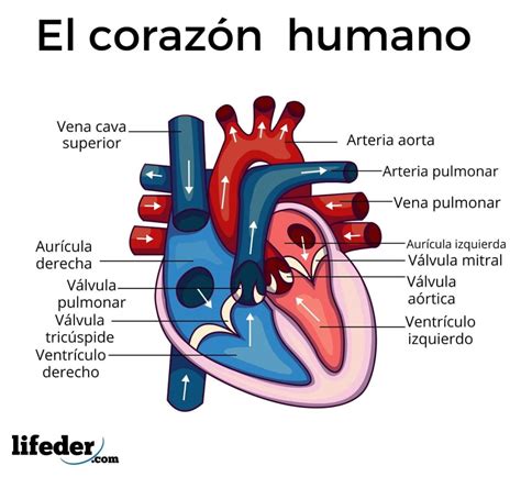 Corazon Humano Con Sistema Circulatorio Anatomia Para Concepto Medico