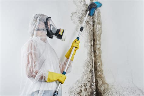 When To Hire A Home Mold Removal Service Rogers Home Improvement