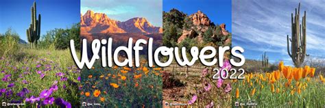 Wildflowers Arizona State Parks