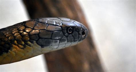 New Antivenom Could Be A Gamechanger In Treatment Of Snakebites