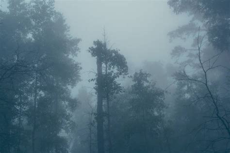 Deep Dark Forest Silhouette Stock Photos Pictures And Royalty Free