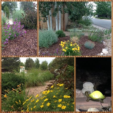 Locate your favorite store in your city. Xeriscape in Aurora, plants in berms, water drip lines ...